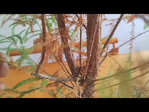 Trunk chopping and transplanting a Montezuma Cypress - Bonsai from Scratch 🌲