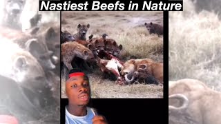 Animals that Have BEEF (Parts 1-8)