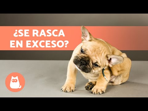 ¿Por qué mi PERRO se RASCA MUCHO? (8 Causas y Qué Hacer)