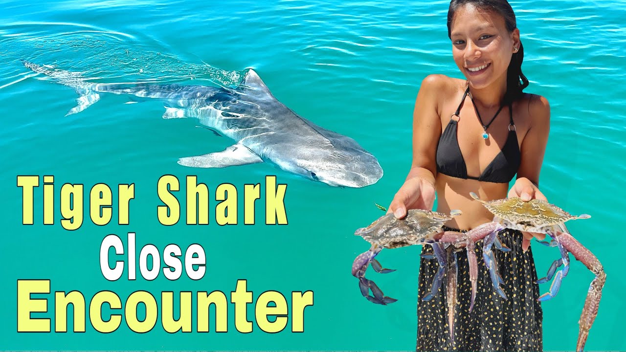 Tiger Shark & Dolphins in Shark Bay | Sailing KALLI