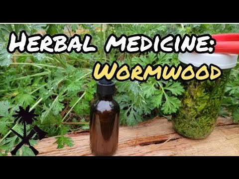 Herbal Medicine: Wormwood and How to Use It