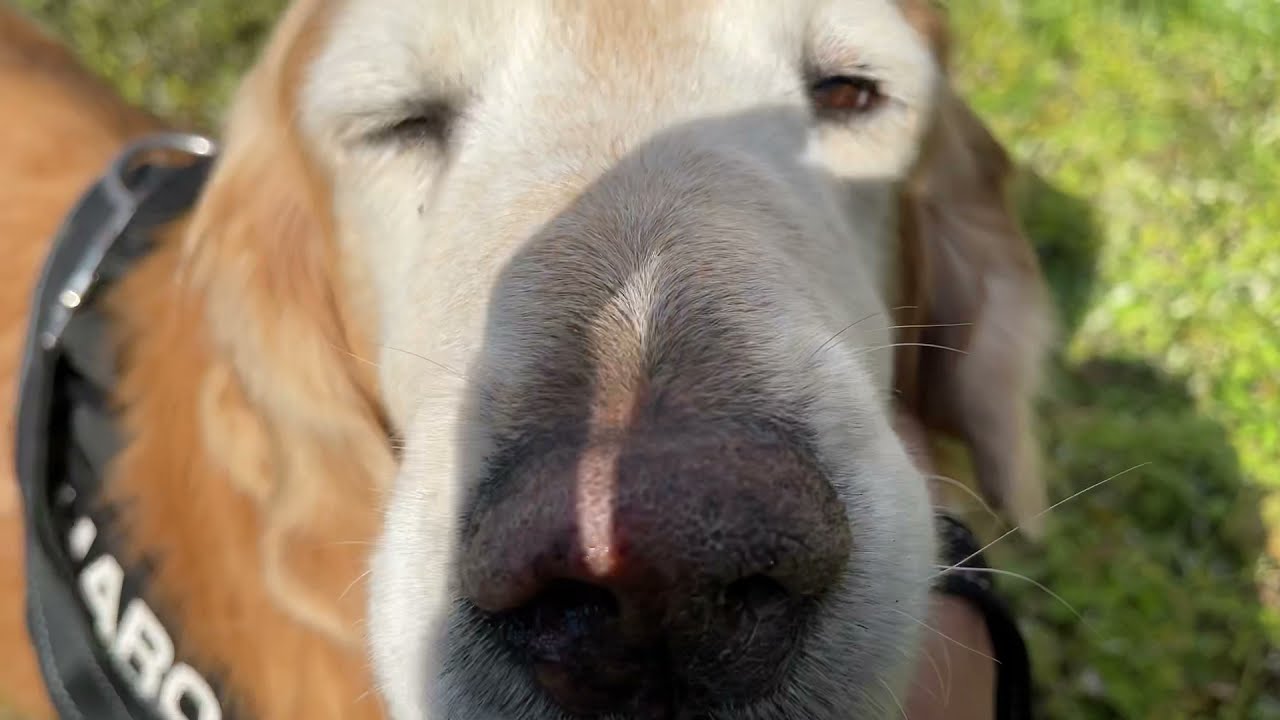 頑張って歩くハロ
