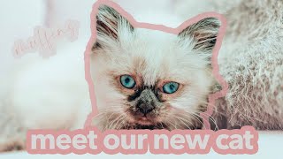 Download lagu JWOWW SURPRISES MEILANI WITH A NEW KITTEN mp3 Download lagu JWOWW SURPRISES MEILANI WITH A NEW KITTEN mp3
