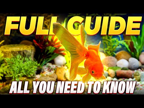 Here's How To Setup A Goldfish Tank