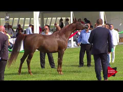 N.66 ZARA BY MIAL - 2017 Italian Nationals - 7-9 Years Old Mares (Class 8)