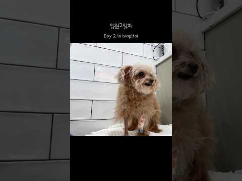 The story of a smile's recovery