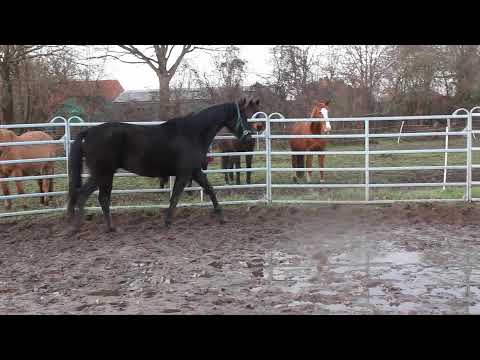 Diamond Little Totilas + Lovely Boy + Sezuan´s Colorful - FOR SALE – Duir Ask Ichschi