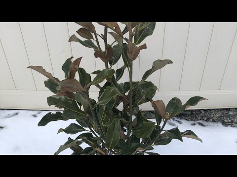 ❄️ Southern Magnolia Winter Update