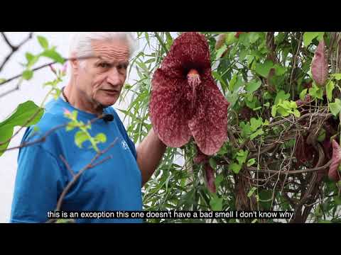Meet Aristolochia Grandiflora presented by William Texier