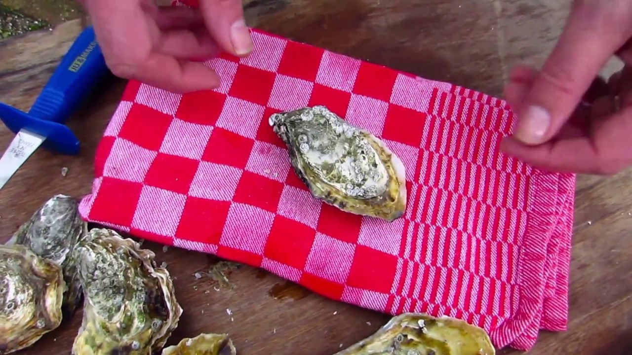 Oesters openen