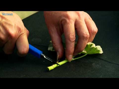 How to take geranium cuttings