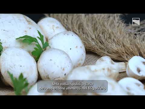 Raccolta funghi - Senza Ricetta