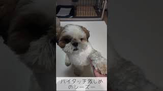 ハイタッチが激し目のシーズー