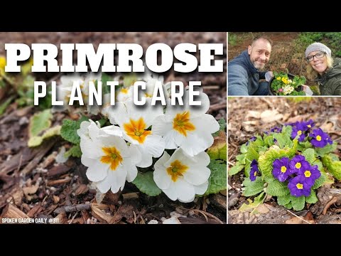 , title : '😀 Primrose Plant Care | Plant Chat Friday - SGD 311 😀'