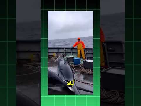 Chúng sợ cá voi sát thủ