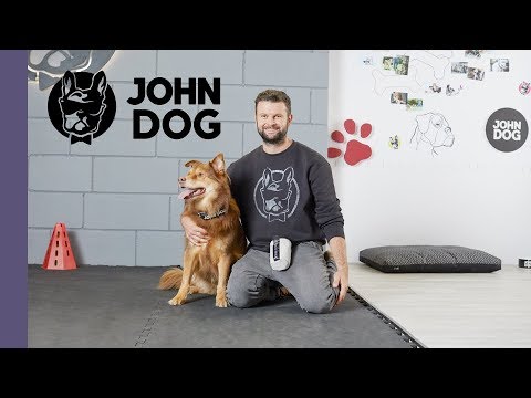 Jak nauczyć psa sztuczki A KUKU - TRENING PSA - John Dog