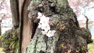 Cherry Blossoms 2020: Tidal Basin, Washington, DC