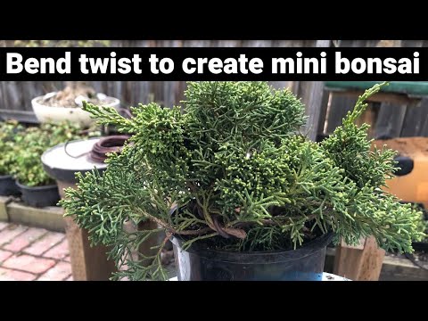 How to bend twist and create small shohin mini size bonsai
