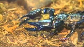 Fred Hutch's Dr. Jim Olson on tumor painting and scorpion venom