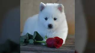 Enrique Iglesias -*Y*-Al Despertar--