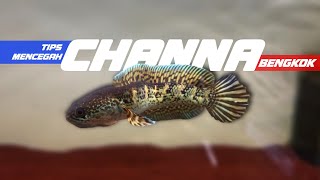 Download lagu PENYEBAB DAN TIPS MENCEGAH IKAN CHANNA BENGKOK!!! @pranata_aquatic mp3