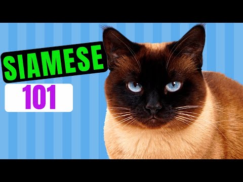 Siamese Cat 101 -  EVERYTHING YOU NEED TO KNOW ABOUT SIAMESE CATS!