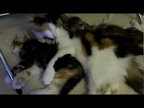 Vaiydurya Norwegian Forest Cats - Padma with Krishangi and Mummy.MOV