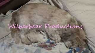 Brentwood Gel Memory Foam Dog Bed , For Your Loving Pets