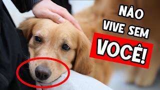20 Sinais que seu cachorro NÃO SUPORTA VIVER SEM VOCÊ! ✅ (Isso não acontece com qualquer um ❌)