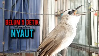 Download lagu trucukan gacor TARUNG ROPEL PANJANG pancingan trucukan agar bunyi jadikan burung trucuk gacor EMOSI mp3 Download lagu trucukan gacor TARUNG ROPEL PANJANG pancingan trucukan agar bunyi jadikan burung trucuk gacor EMOSI mp3