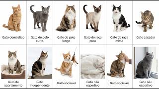 Todos os Tipos de Gato Explicados Rápido e Fácil em 4 Minutos