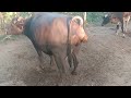 Two Buffalo Pooping Video Cow Pooping Video Village Buffalo Cow Poop Video