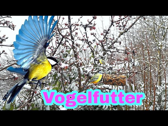 DIY-Vogelfutter selber machen | Gartendeko |อาหารนกในเมืองหนาว