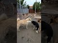Alpha Dog Corrects An Aggressive Dog Part 2