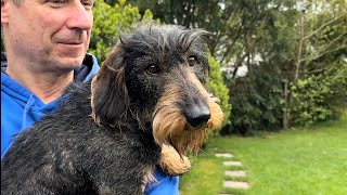 Cute dachshund is a bird lover ❤️ #TeddyTheDachshund