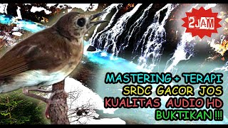 Download lagu Masteran Srdc Bahan - Srdc Gacor Buat Pancingan Bunyi mp3