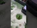 Video Thumbnail for Underwater Camera Early Ice Fishing Walleye