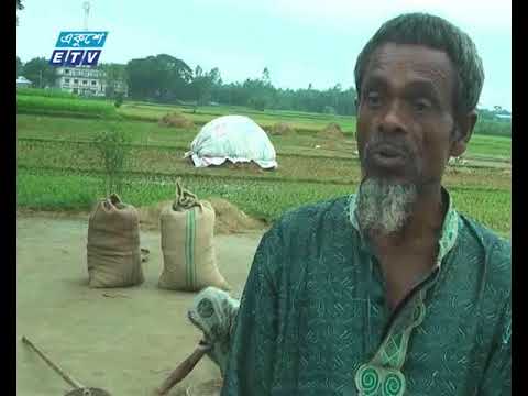 ২ মে থেকে সরকার ধান-চাল সংগ্রহ করলেও, কিশোরগঞ্জে এখনো তা শুরু হয়নি