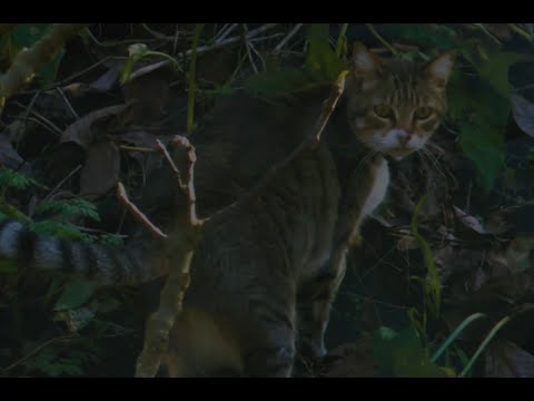 Hugo Costa - Amarga Balada