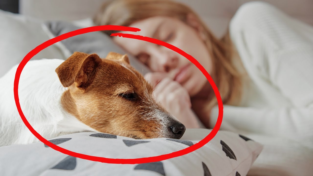 SHOCKING: Why Does Your Dog Sleep with You? What Your Dog's Sleep Spot Reveals About Your Connection