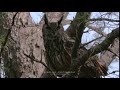 Eurasian Eagle Owl Call