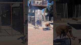 Nos atacan los zombies 🧟‍♀️🧟‍♂️ #zombieshorts #miedo #alfredolarin