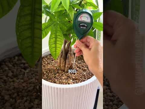 You’re Watering Your Plants WRONG! Stop Killing Them Today 🌱