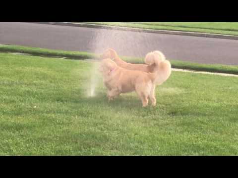 Dogs playing with 💦 water