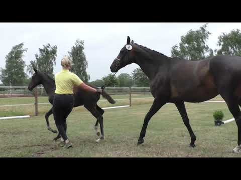 Sudweyher Fohlentermin 2020 - Kat.-Nr. 02