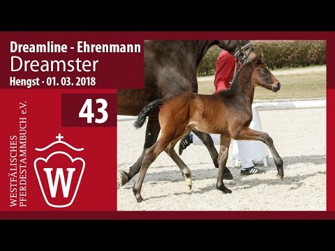 43 Dreamster HF v. Dreamline - Ehrenmann