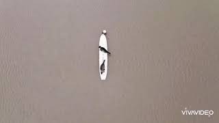 Seal Surfer, Dungarvan Co Waterford. Ireland ...Drone...