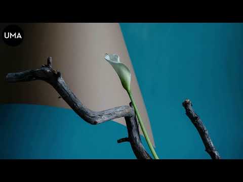 Dovi x Skofka - Лілея