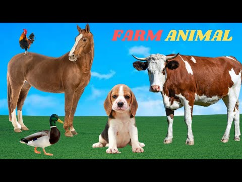 , title : 'Som dos Animais da Fazenda - Animais domésticos - Vaca - Cabra - Cavalo - Pônei - Ovelha'