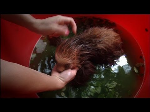 Baby Sloth Bath Time